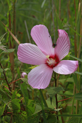 Hibiscus moscheutos- Swamp Rose Mallow