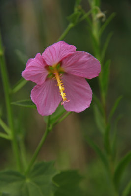 Kostelezkya virginica- Seashore Mallow