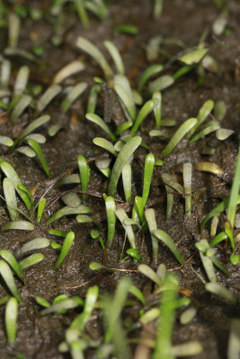 Lilaeopsis chinensis- Eastern Grasswort
