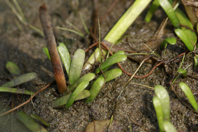 Lilaeopsis chinensis- Eastern Grasswort