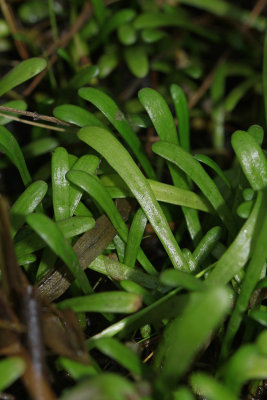 Lilaeopsis chinensis- Eastern Grasswort
