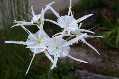 Hymenocallis occidentalis- Spider Lily