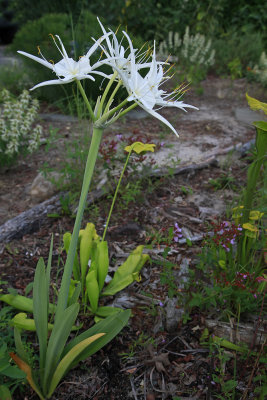 Hymenocallis occidentalis- Spider Lily