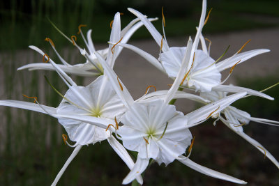 Hymenocallis occidentalis- Spider Lily
