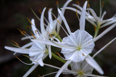 Hymenocallis occidentalis- Spider Lily