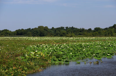 Nelumbo lutea- American Lotus