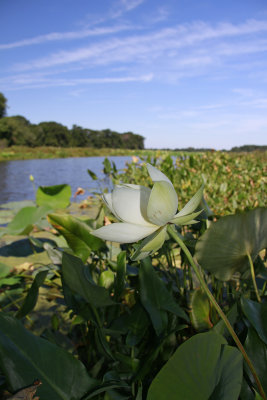 Nelumbo lutea- American Lotus