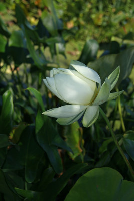Nelumbo lutea- American Lotus