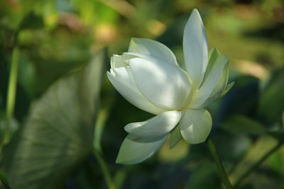 Nelumbo lutea- American Lotus