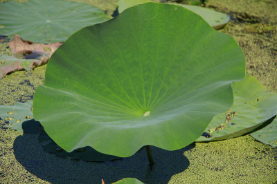 Nelumbo lutea- American Lotus
