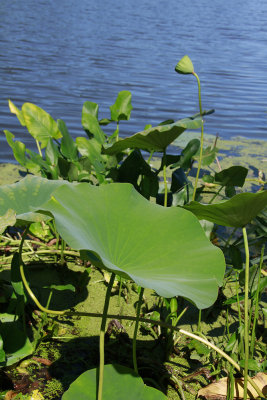 Nelumbo lutea- American Lotus
