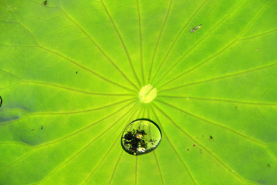 Nelumbo lutea- American Lotus