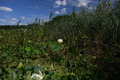 Nelumbo lutea- American Lotus