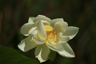 Nelumbo lutea- American Lotus