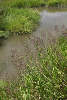 Spartina cynosuroides- Giant Cordgrass
