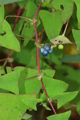 Persicaria perfoliata- Mile-a-Minute-Vine