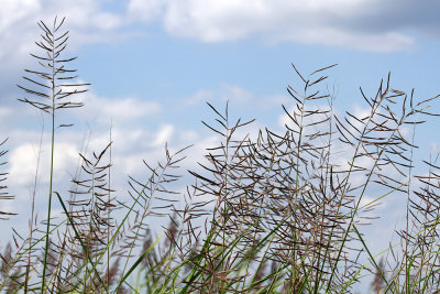 Spartina cynosuroides- Giant Cordgrass