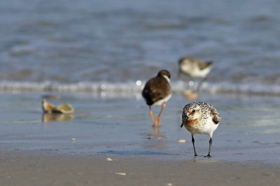 Semipalmated Plovers and Sanderling