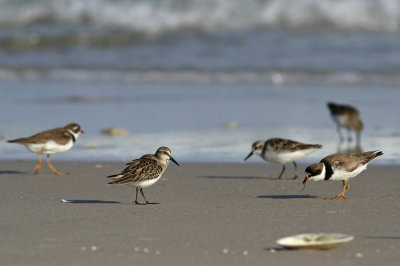 Semipalmated Sandpiper and plovers