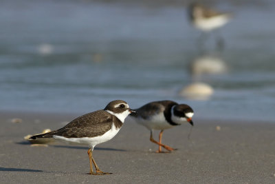 Semipalmated Plovers