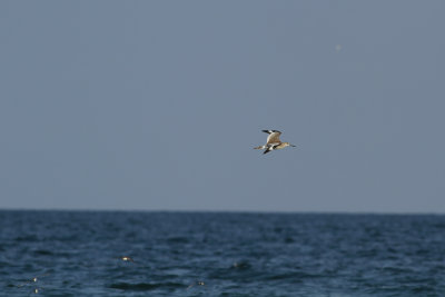 Western Willet