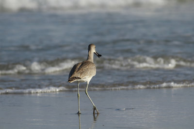 Western Willet