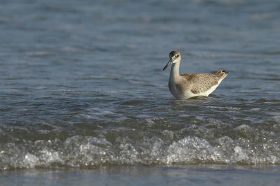 Western Willet