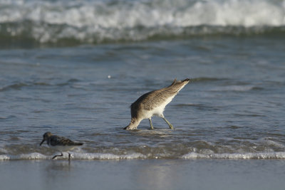 Western Willet