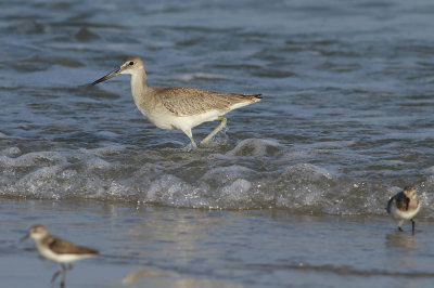 Western Willet