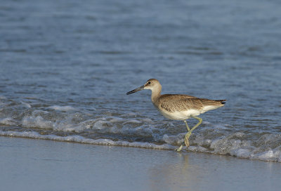 Western Willet