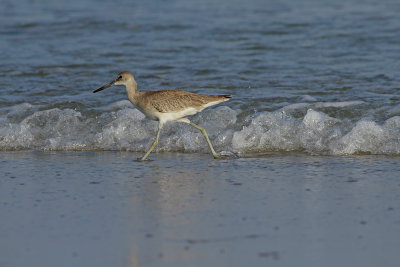 Western Willet