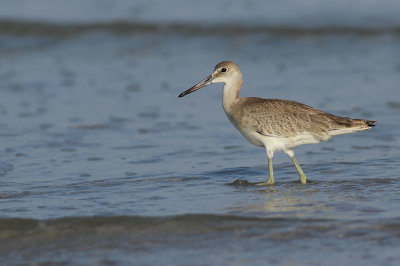 Western Willet