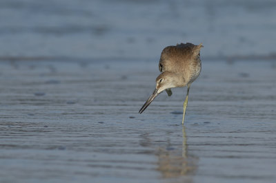 Western Willet