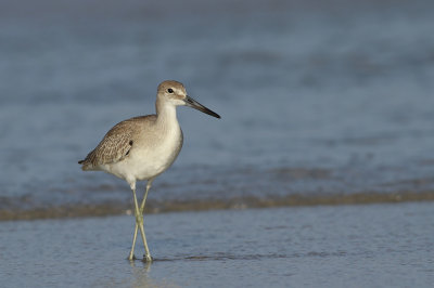 Western Willet