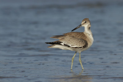 Western Willet