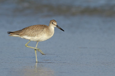 Western Willet