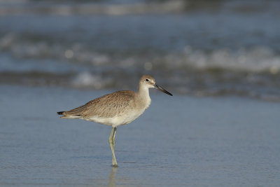 Western Willet