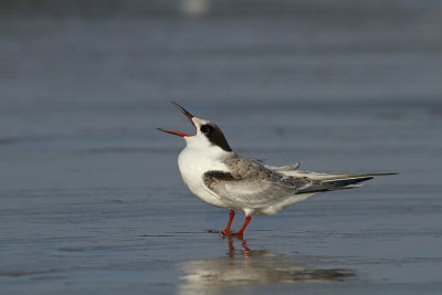 Juv. Common Tern