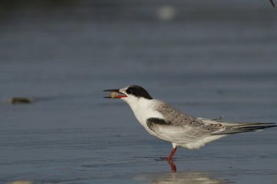 Juv. Common Tern