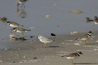 Piping Plover and friends