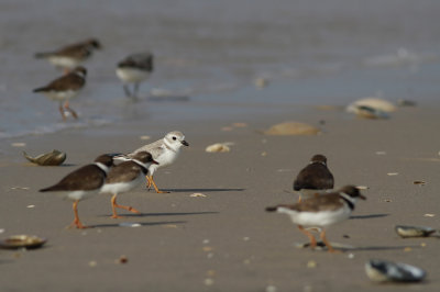 Piping Plover and friends