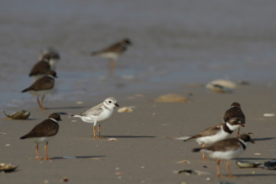 Piping Plover and friends