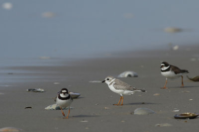 Piping Plover and friends