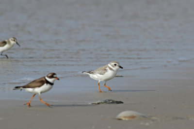 Piping Plover and Semi- Plover