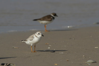 Piping Plover and Semipalmated Plover