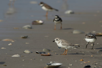 Piping Plover and friends