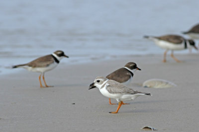 Piping Plover and friends