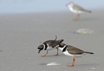 Semipalmated Plovers and Piping Plover