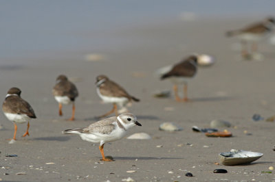 Piping Plover and friends