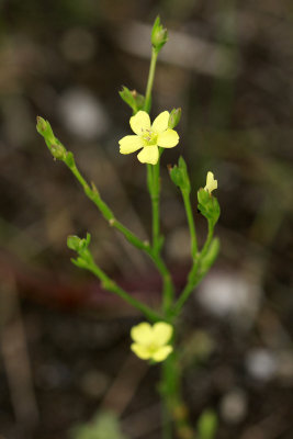  Hypericum gentianoides- Orange Grass